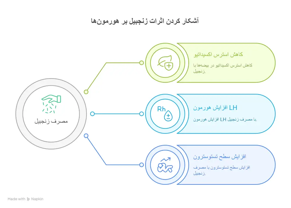 اینفوگرافی تاثیر زنجبیل بر افزایش هورمون تستوسترون در مردان.